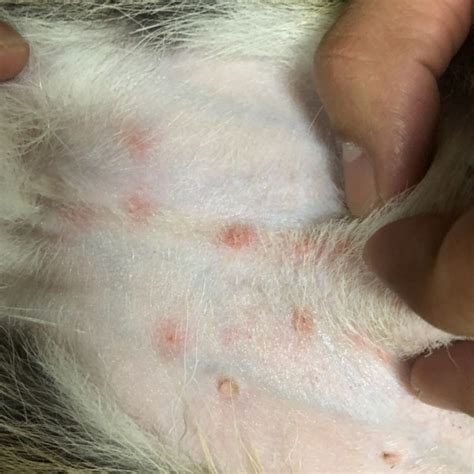 狗 狗 皮膚 濕 疹